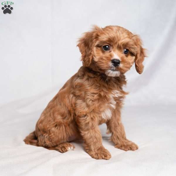 Hailey, Cavapoo Puppy